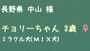 チョリーちゃん 3歳 ♀