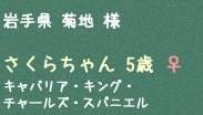 さくらちゃん 5歳 ♀