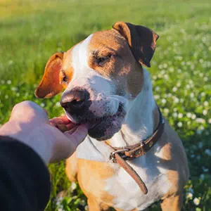 犬用おやつの頻度や与え方