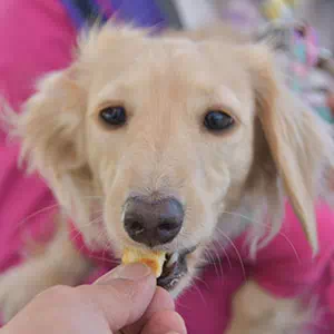 犬用おやつの頻度や与え方