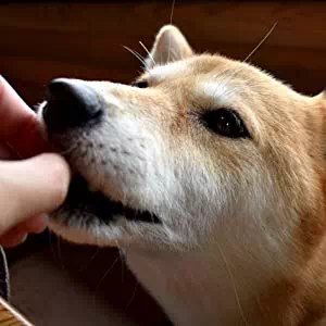 犬のおやつの選び方