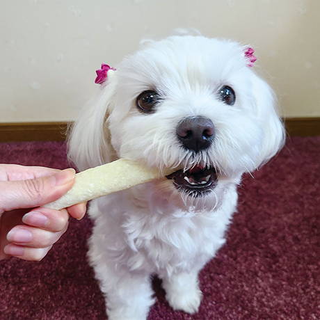 ペティオPetio犬用おやつNEW国産ミルク風味ガムスティック牛皮毛づや関節コラーゲン歯磨きは食べやすい
