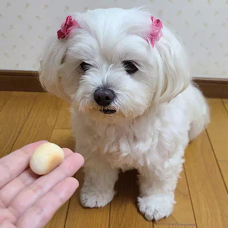 ペティオPetio生後3ヶ月のパピーから成犬まで食べられる犬用おやつ体にうれしいボーロちゃんブドウ糖配合大粒は口溶けのやさしいボーロ