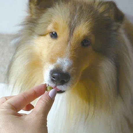 ペティオPetioプラクトPlact犬用おやつ総合栄養食無添加ササミビッツ野菜ミックスは食べやすいひとくちサイズ