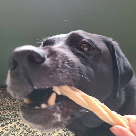 ペティオPetioプラクトPlact犬用おやつ長持ちロング歯みがきデンタルガムストロング中型～大型犬は免疫力を維持