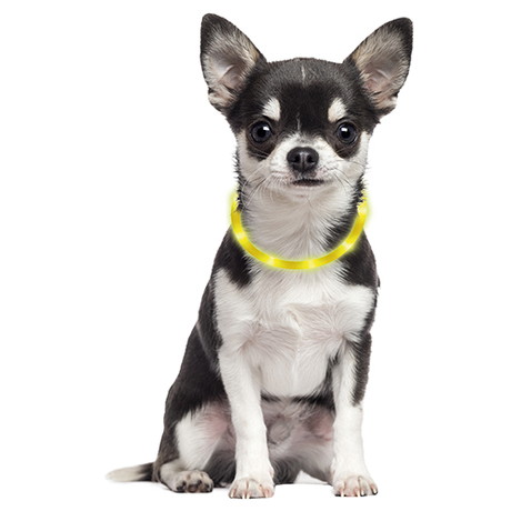 ペティオPetio犬用首輪ナイトウォーカーフラッシュリングミニイエロー黄色は夜のお散歩にぴったり