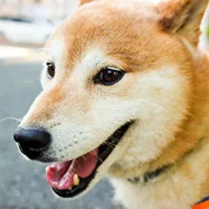 飼い犬が快適に過ごせるようにサークルを活用