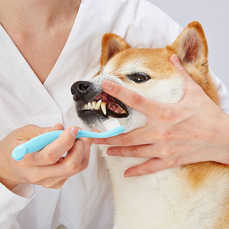 ペティオPetio犬用猫用デンタルジェルは歯磨きは研磨剤発泡剤不使用