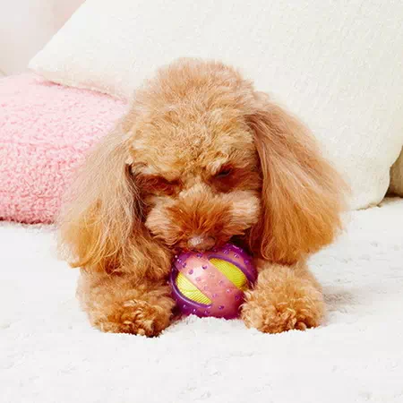 ペティオPetio犬用おもちゃペティオヘルスプログラムシャカシャカボール超小型犬から小型犬用は運動不足なペットの興味を誘う玩具シリーズ