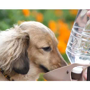 犬猫などペット用給水器の選び方
