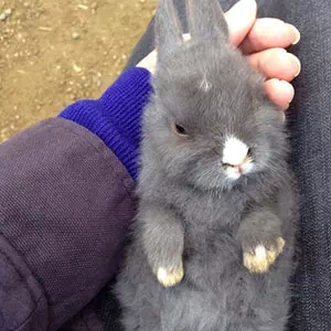 うさぎの爪のお手入れ