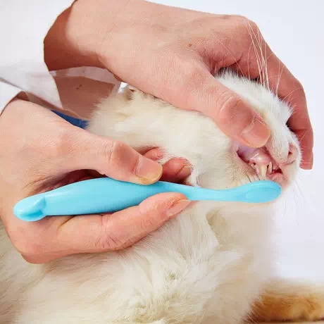 ペティオPetio犬猫用歯垢を除去する歯磨きデンタル歯ブラシやわらかタイプはにフィットしやすいハンドル