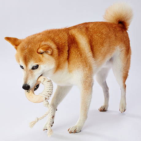 ペティオPetio中型犬小型犬用おもちゃEthicalDoorエシカルドア天然木とロープの歯磨きデンタルリング輪はひっぱりっこ遊び、もってこい遊びにピッタリ