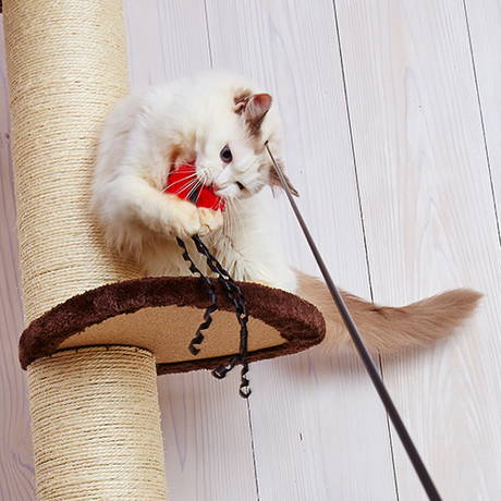 ペティオPetio猫用おもちゃ釣り好きにゃんぺい専用付け替えパーツオクトパスビッグぷろぺら猫じゃらし釣竿ロッドは風切り音で興味を誘う