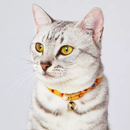 アドメイトにゃんごころトンボ玉猫用首輪の使用例