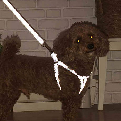 ペティオPetio小型犬用引き紐夜道OK光る反射テープフラッシュソフトリードピンク小型犬用は両面反射テープを使用
