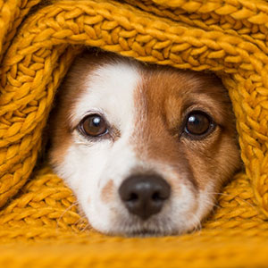 犬猫などペット用クッションやマットやベッドの選び方