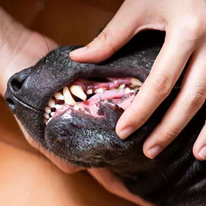 犬や猫の歯みがきの必要性