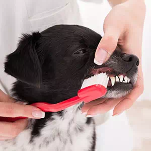 犬の歯みがきの必要性