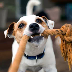 犬がおもちゃを噛む理由