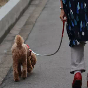 犬との散歩時のリードの使い方
