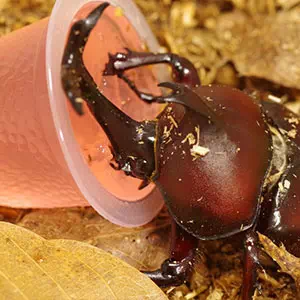 カブトムシやクワガタなど昆虫の飼育に必要なもの