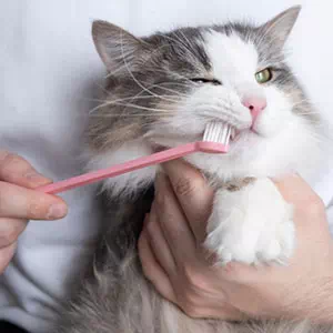 犬や猫の歯磨きはいつから＆やり方