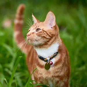 猫用首輪 necoco ネココ キャットカラー レッド｜Petio ペティオ