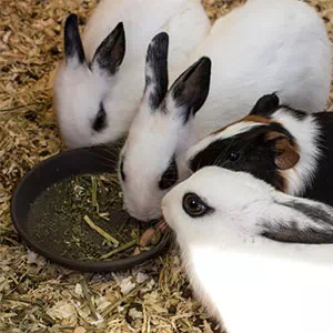 うさぎ用食器や牧草入れの選び方