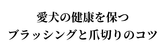 保持狗健康的刷牙和指甲剪技巧