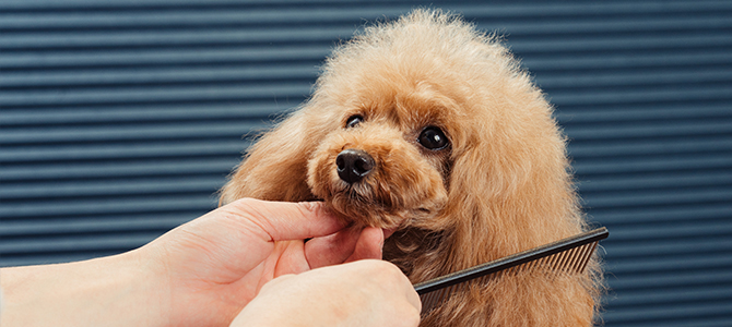 犬の健康チェック Petio ペティオ