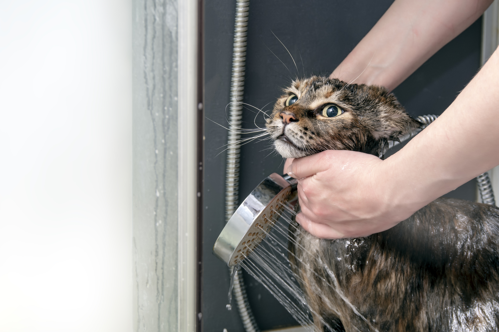 獣医師監修 猫のシャンプーの方法とシャンプー選びのコツを解説 Petio ペティオ