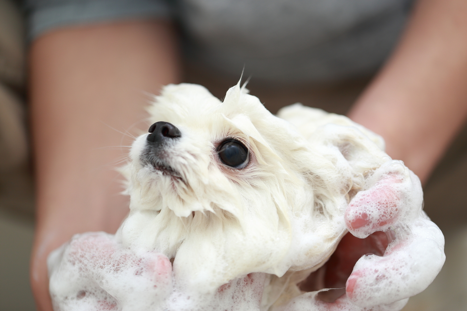 獣医師監修 子犬のシャンプーはどうするべき 注意すべきポイント Petio ペティオ