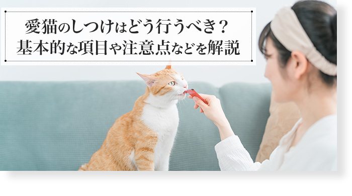 ネコちゃんの正しい飼い方は？必要な事前準備や心構えなども解説 | Petio[ペティオ]