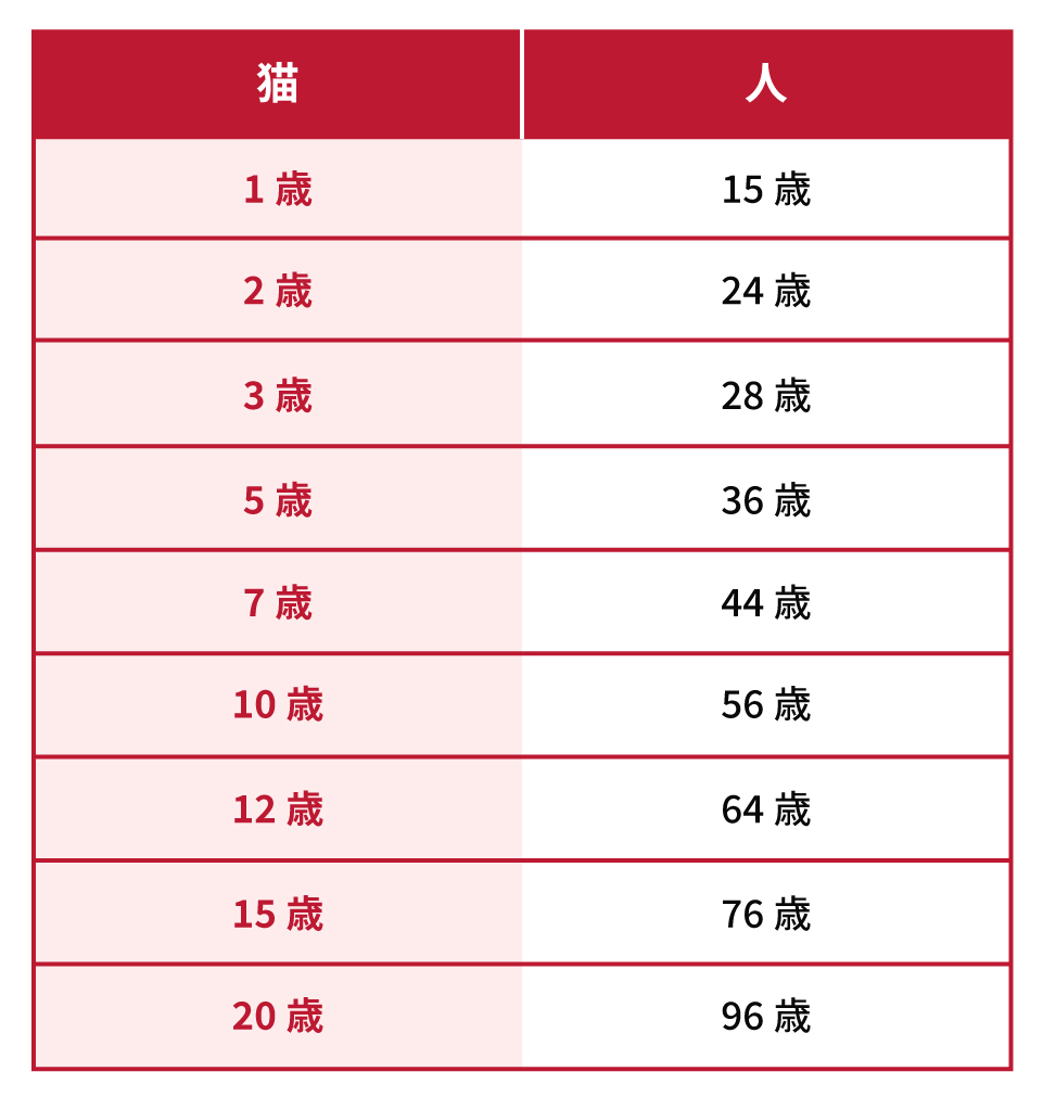 猫と人間の年齢の目安