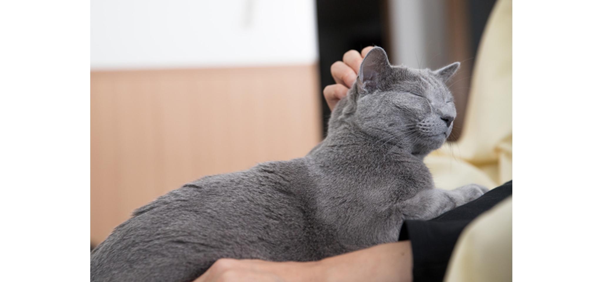 シニア期ネコちゃんのための環境づくり