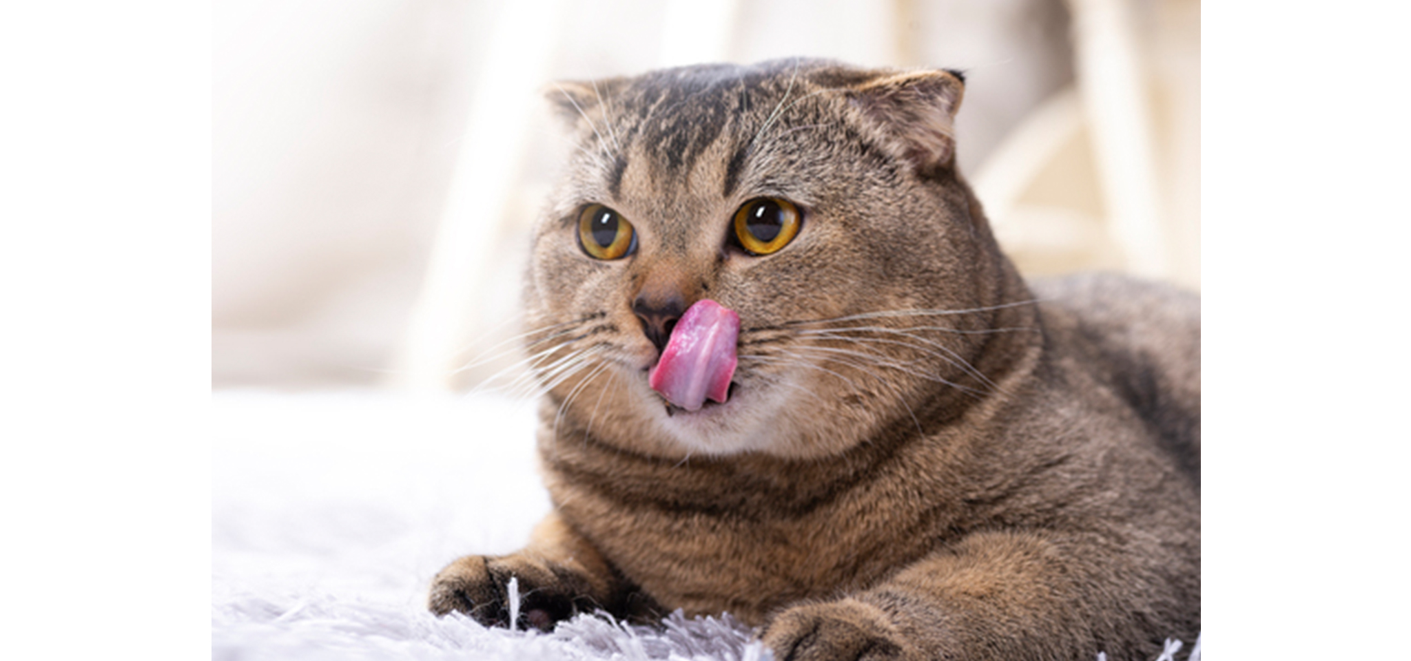 愛猫のための食事の改善方法